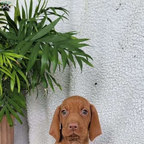 Duke, Vizsla Puppy