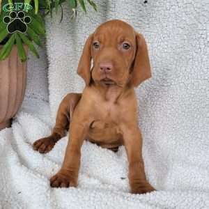 Duke, Vizsla Puppy