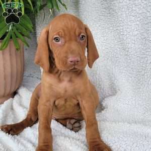 Duke, Vizsla Puppy