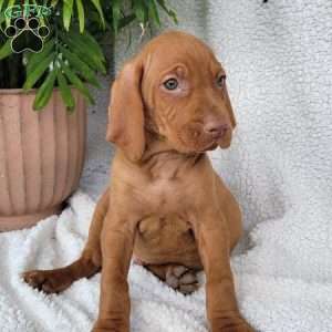 Duke, Vizsla Puppy