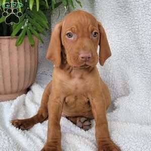 Duke, Vizsla Puppy