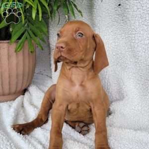 Duke, Vizsla Puppy