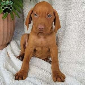 Duke, Vizsla Puppy