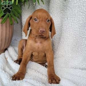 Duke, Vizsla Puppy