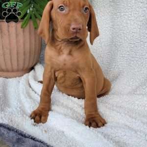 Duke, Vizsla Puppy