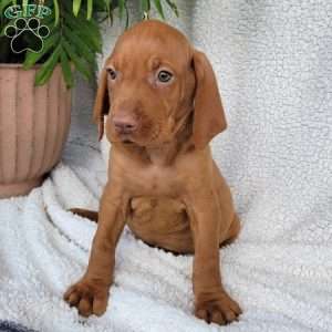 Duke, Vizsla Puppy