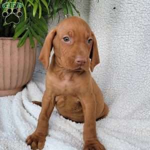 Duke, Vizsla Puppy