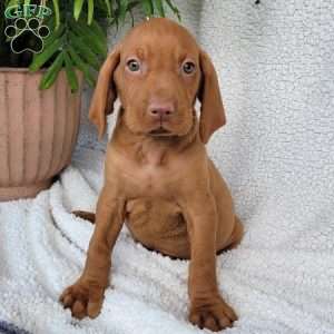 Duke, Vizsla Puppy
