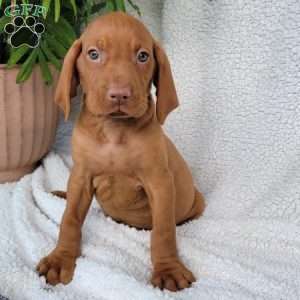 Duke, Vizsla Puppy