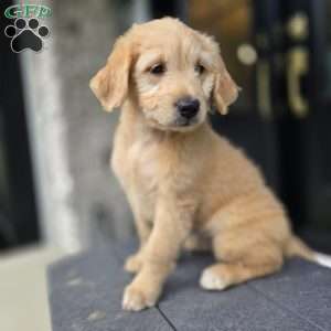 Kong, Mini Goldendoodle Puppy