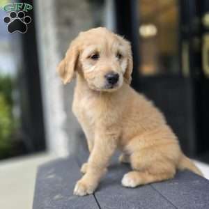 Kong, Mini Goldendoodle Puppy
