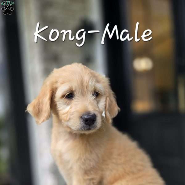 Kong, Mini Goldendoodle Puppy
