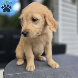 Kong, Mini Goldendoodle Puppy