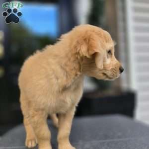 Kong, Mini Goldendoodle Puppy