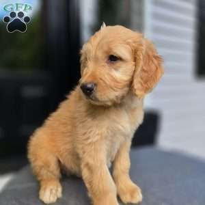 Knox, Mini Goldendoodle Puppy