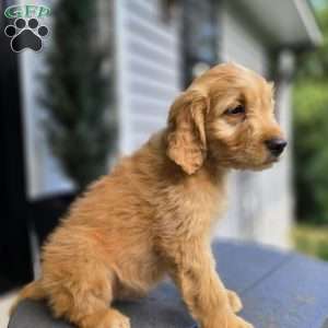 Knox, Mini Goldendoodle Puppy