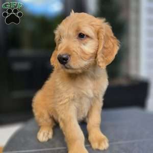 Knox, Mini Goldendoodle Puppy