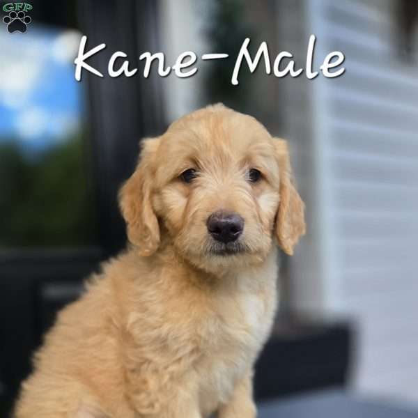 Kane, Mini Goldendoodle Puppy