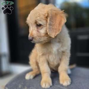 Kane, Mini Goldendoodle Puppy