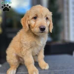 Kane, Mini Goldendoodle Puppy