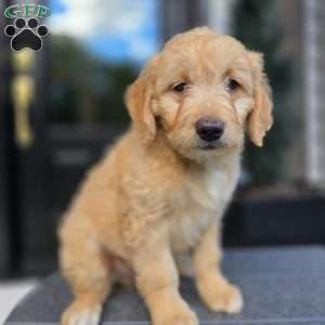 Kane, Mini Goldendoodle Puppy