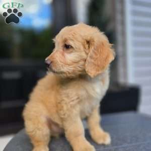 Kane, Mini Goldendoodle Puppy
