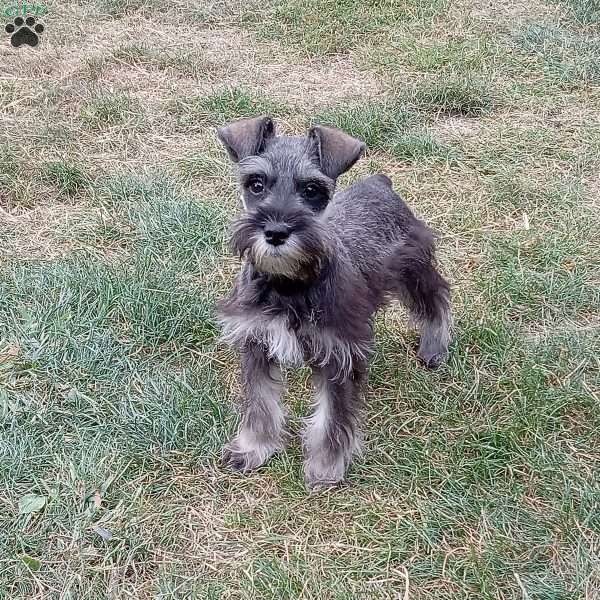 Tasha, Miniature Schnauzer Puppy