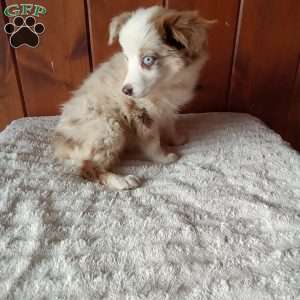 Kia, Miniature Australian Shepherd Puppy