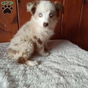 Kia, Miniature Australian Shepherd Puppy