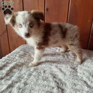 Kia, Miniature Australian Shepherd Puppy