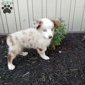 Kia, Miniature Australian Shepherd Puppy