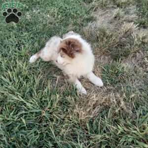 Kia, Miniature Australian Shepherd Puppy