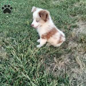 Kia, Miniature Australian Shepherd Puppy