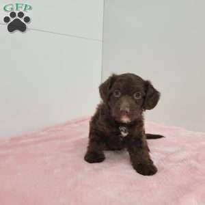 Jennica, Jack-a-poo Puppy