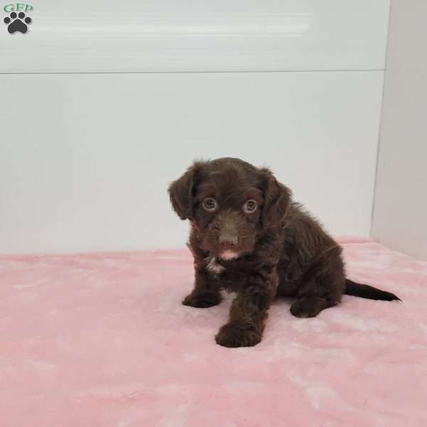 Jennica, Jack-a-poo Puppy