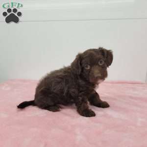Jennica, Jack-a-poo Puppy