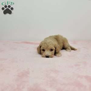 Brooklyn, Bich-Poo Puppy