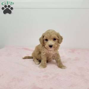Brooklyn, Bich-Poo Puppy