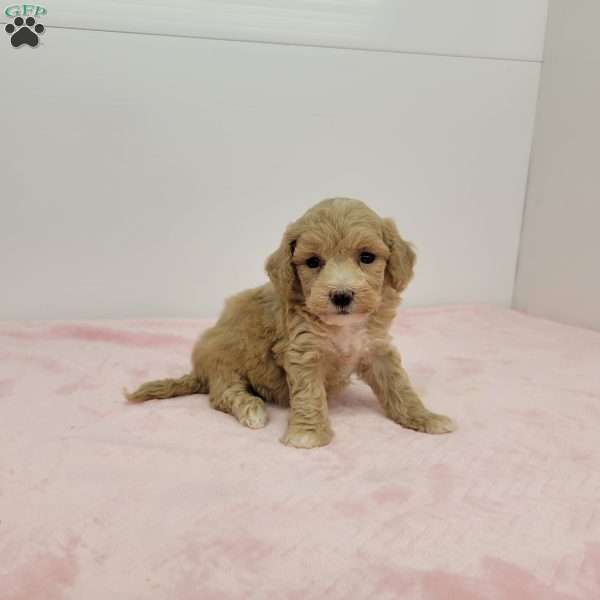 Brooklyn, Bich-Poo Puppy