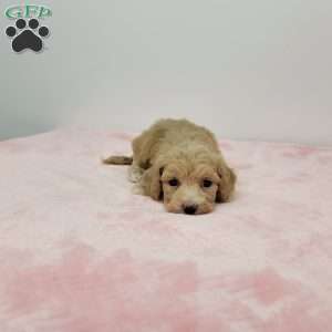 Brooklyn, Bich-Poo Puppy