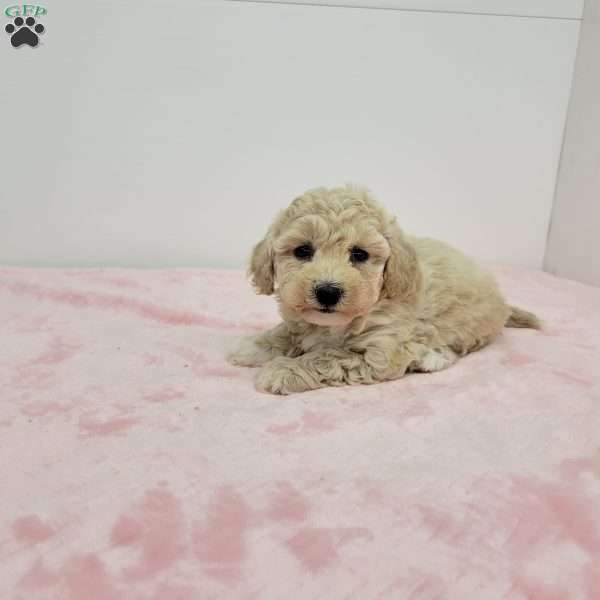 Betty, Bich-Poo Puppy