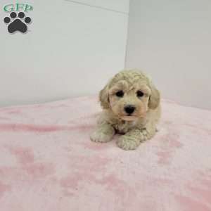 Betty, Bich-Poo Puppy
