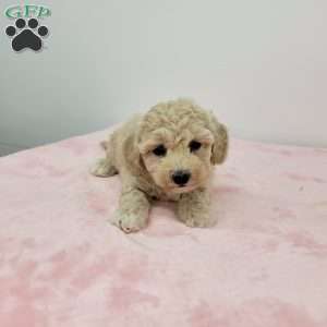 Betty, Bich-Poo Puppy