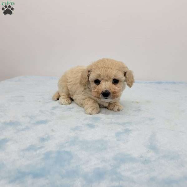 Brent, Bich-Poo Puppy