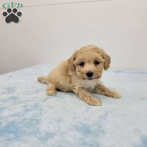 Bill, Bich-Poo Puppy