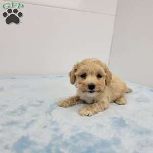 Bill, Bich-Poo Puppy
