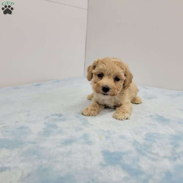Bill, Bich-Poo Puppy