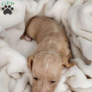 Honey – Mini, Dachshund Puppy