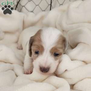 Ollie – Mini, Dachshund Puppy