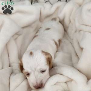 Hazel – Mini, Dachshund Puppy